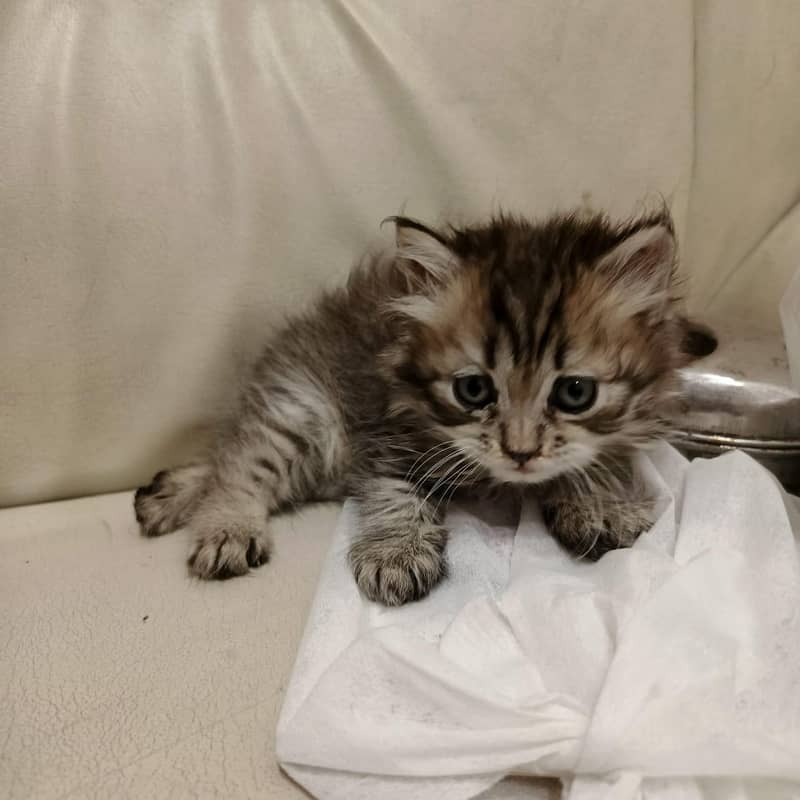 Persian cat 3