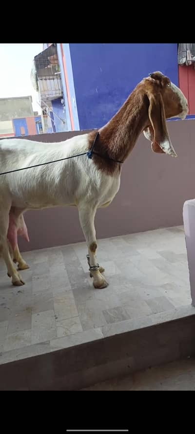 Doodh wali bakri 1.5 kg doodh confirm h
