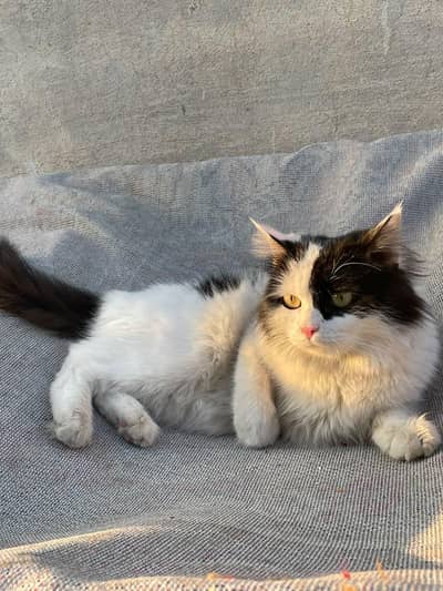 Domestic Long hair cat