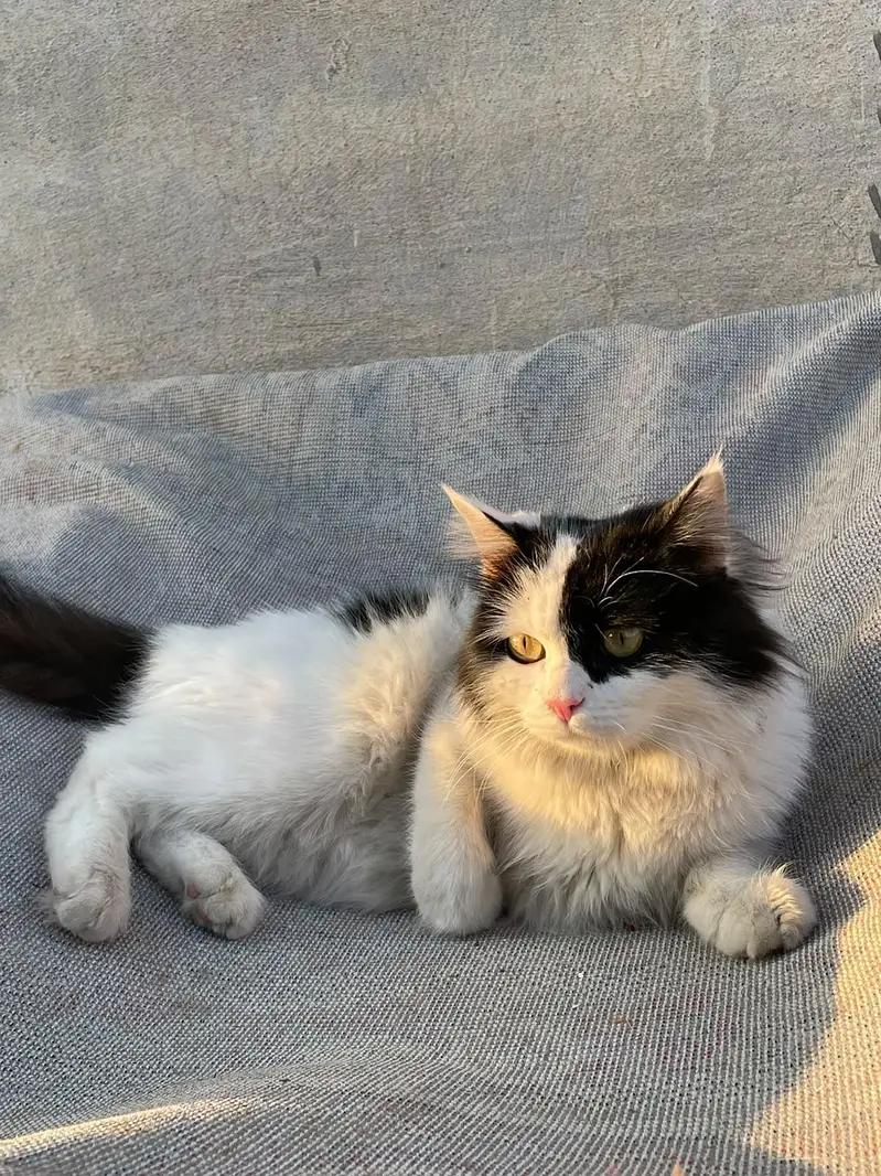 Domestic Long hair cat — photo 2