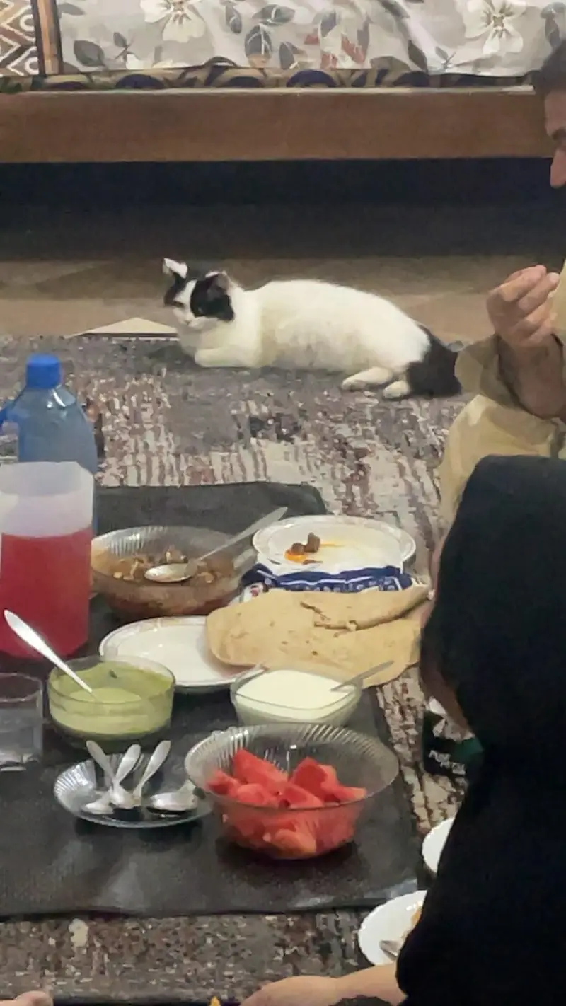 Domestic Long hair cat — photo 3