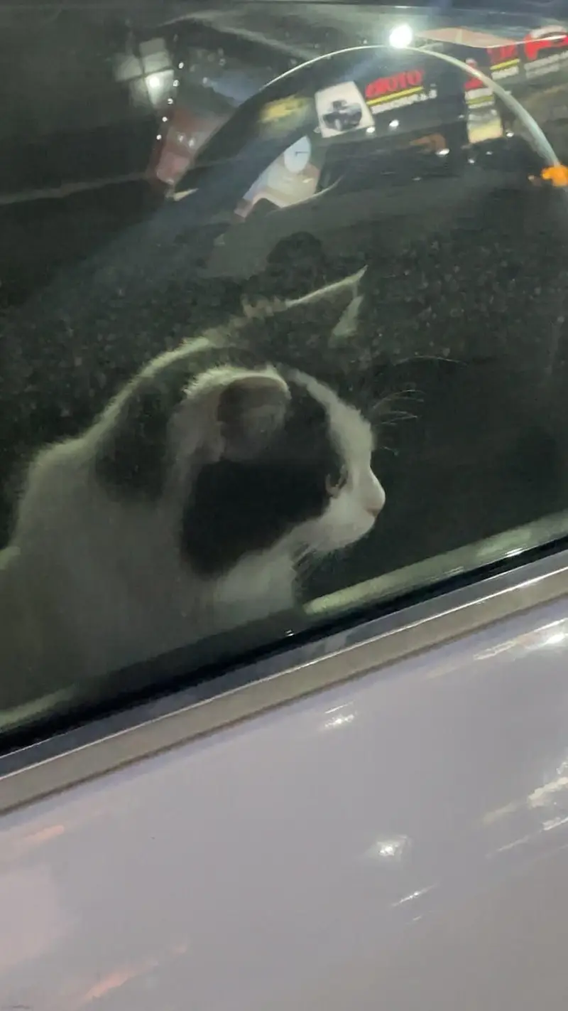 Domestic Long hair cat — photo 4