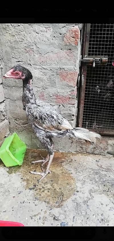 aseel pathi urgent for sale