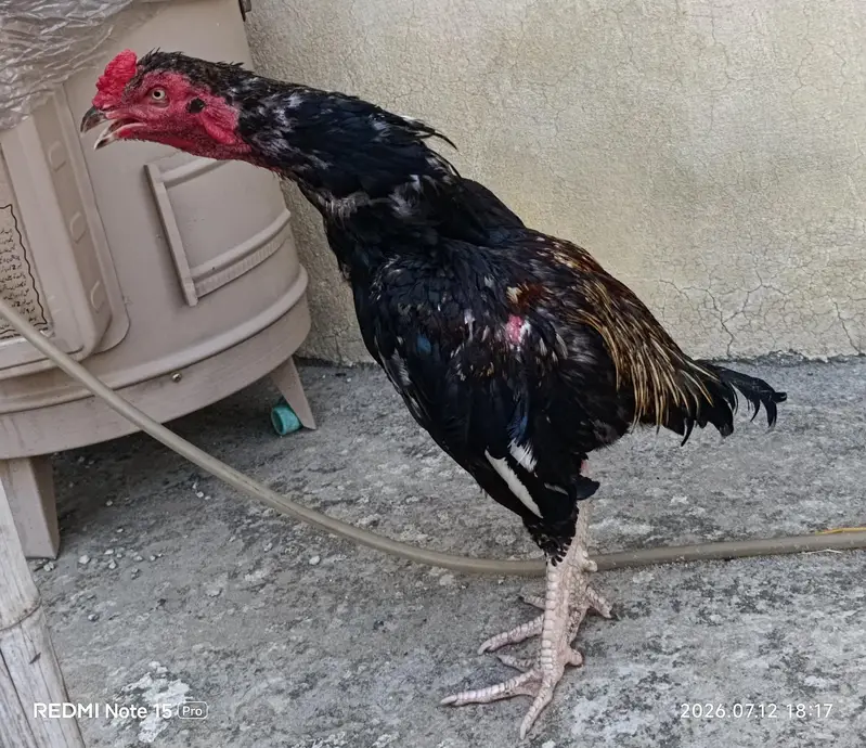 aseel phatta. . 03005057853 — photo 7