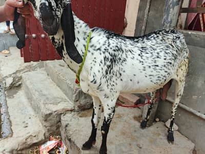 makichini pure dasi bakri 03299711716- whatsapp  call