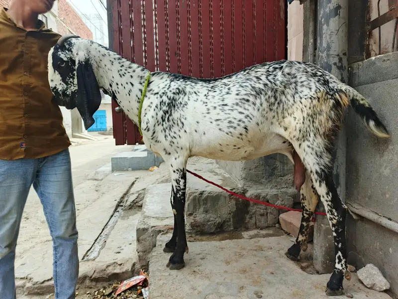 makichini pure dasi bakri 03299711716- whatsapp  call — photo 2