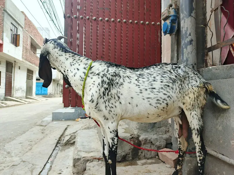 makichini pure dasi bakri 03299711716- whatsapp  call — photo 3