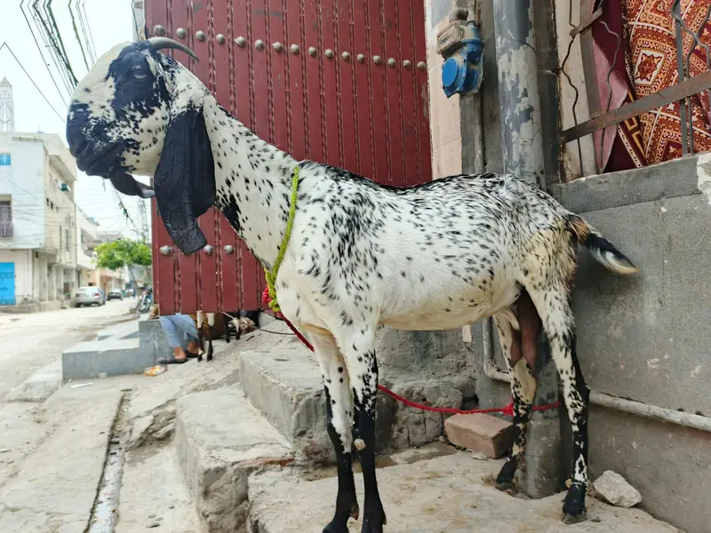 makichini pure dasi bakri 03299711716- whatsapp  call — photo 4
