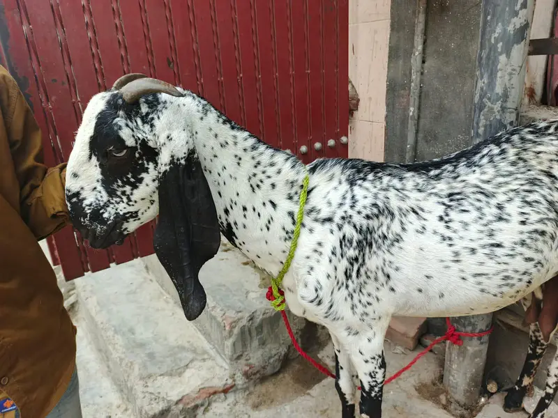 makichini pure dasi bakri 03299711716- whatsapp  call — photo 5