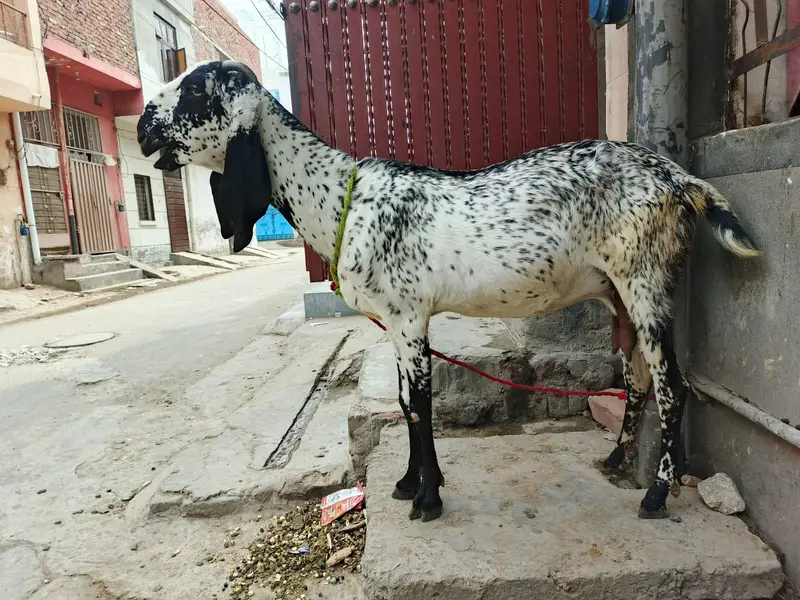 makichini pure dasi bakri 03299711716- whatsapp  call — photo 6