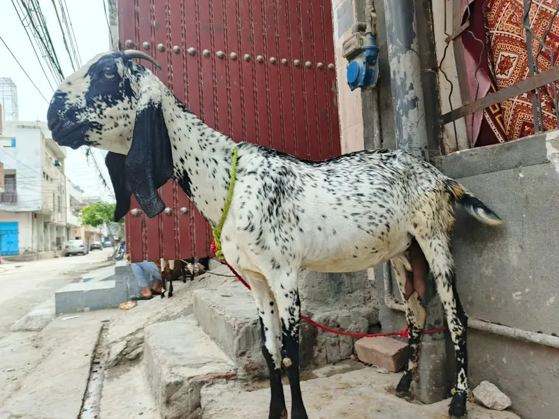 makichini pure dasi bakri 03299711716- whatsapp  call — photo 7
