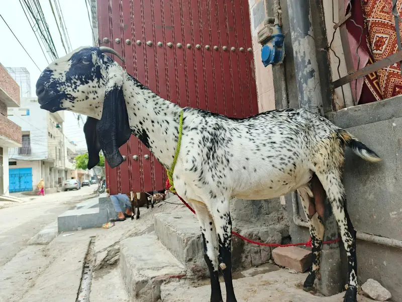makichini pure dasi bakri 03299711716- whatsapp  call — photo 8
