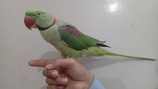 pair of raw parrots