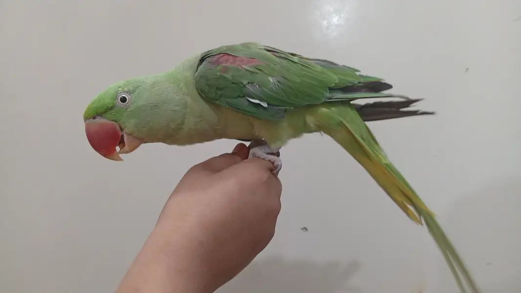 pair of raw parrots — photo 2