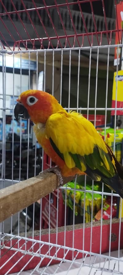 high red factor sunconure male all ok price final