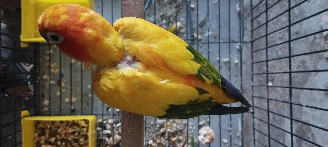 high red factor sunconure male all ok price final — photo 2