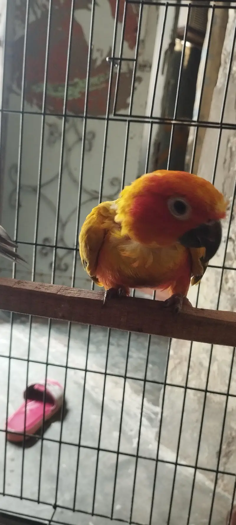 high red factor sunconure male all ok price final — photo 3