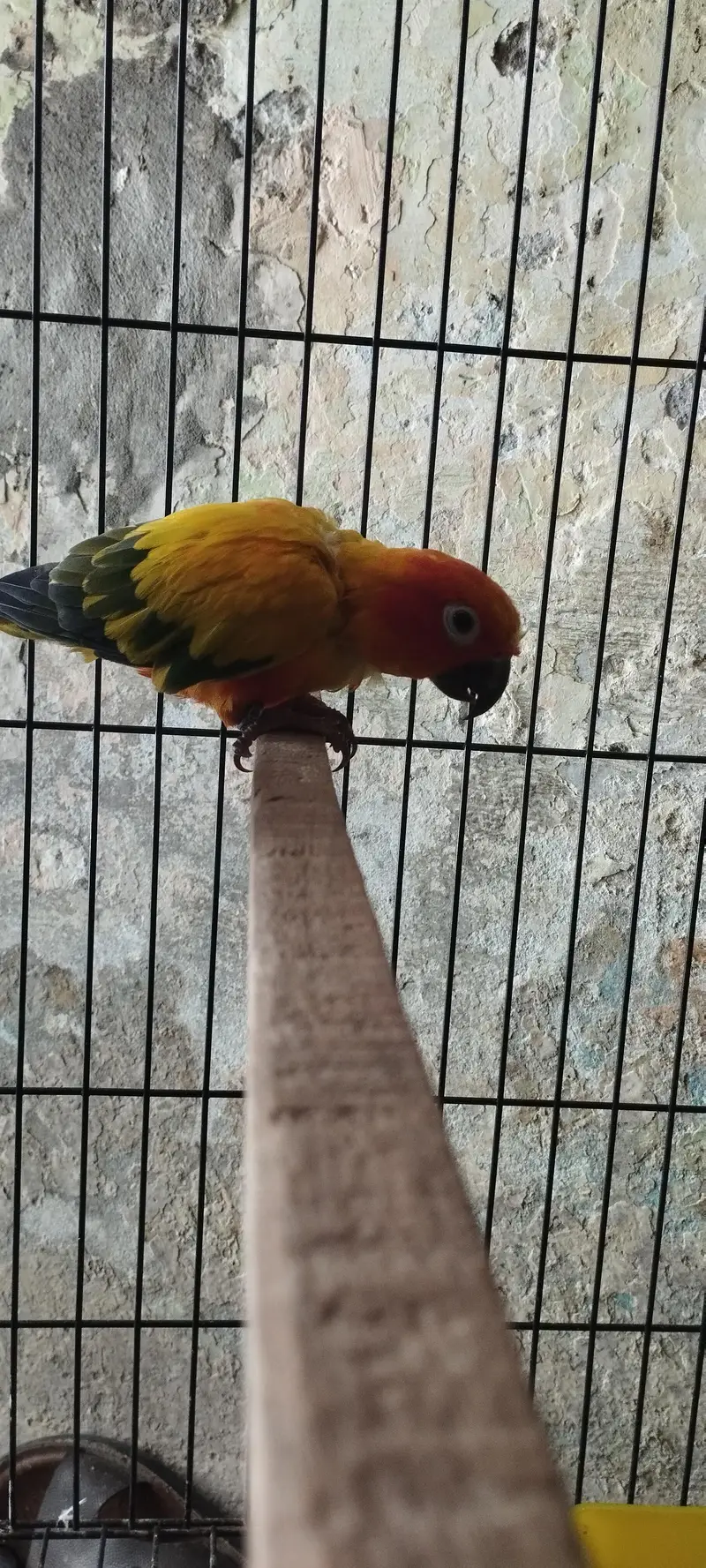 high red factor sunconure male all ok price final — photo 4