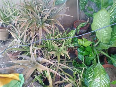 Dieffenbachia & Aloe Vera Plants with pots.