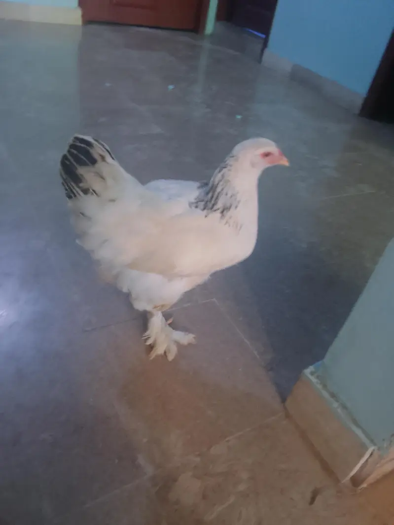 light brahma males and females available for sale — photo 2