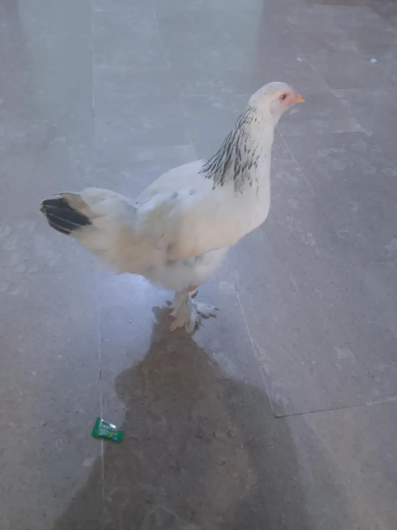 light brahma males and females available for sale — photo 3
