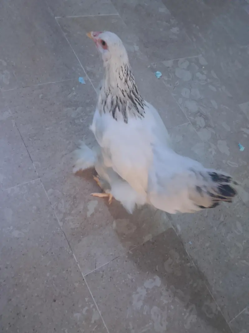 light brahma males and females available for sale — photo 4