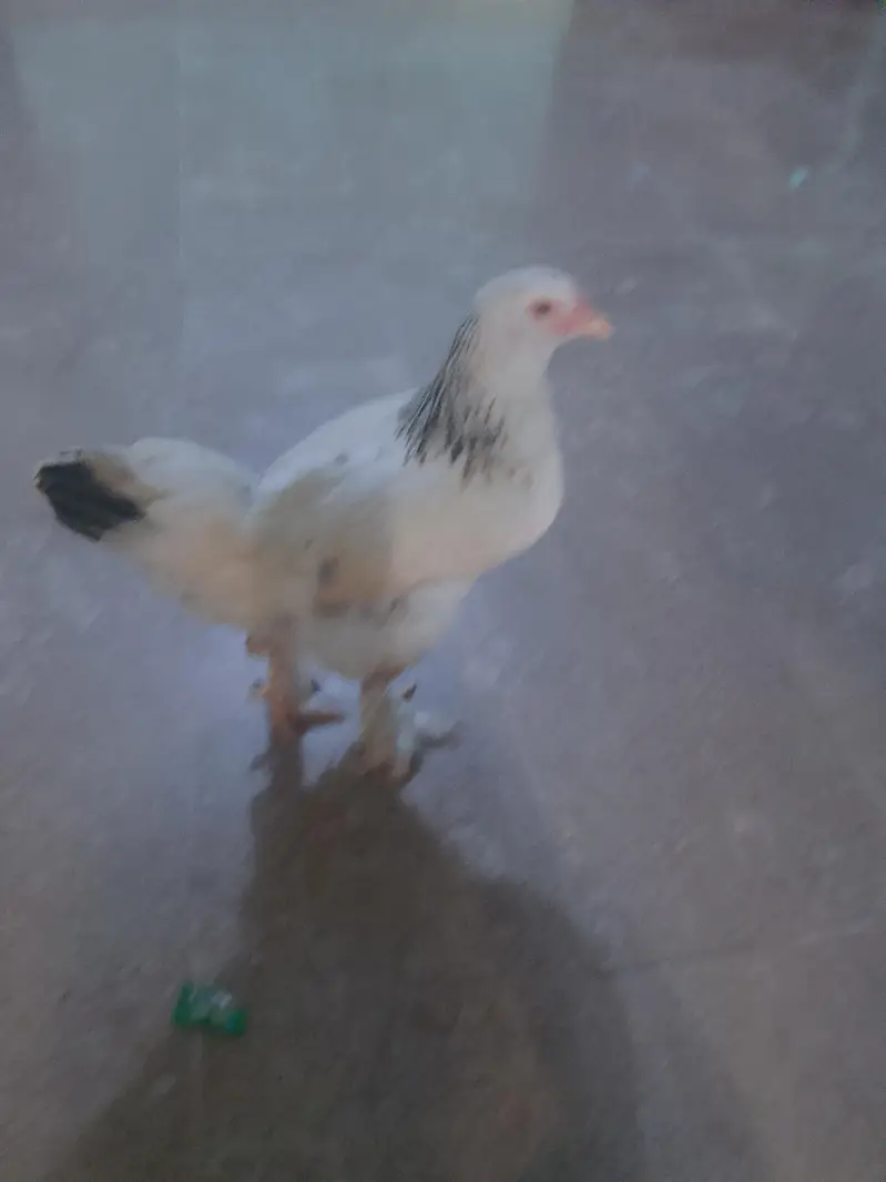 light brahma males and females available for sale — photo 5