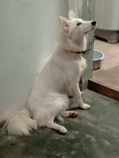 too friendly dog