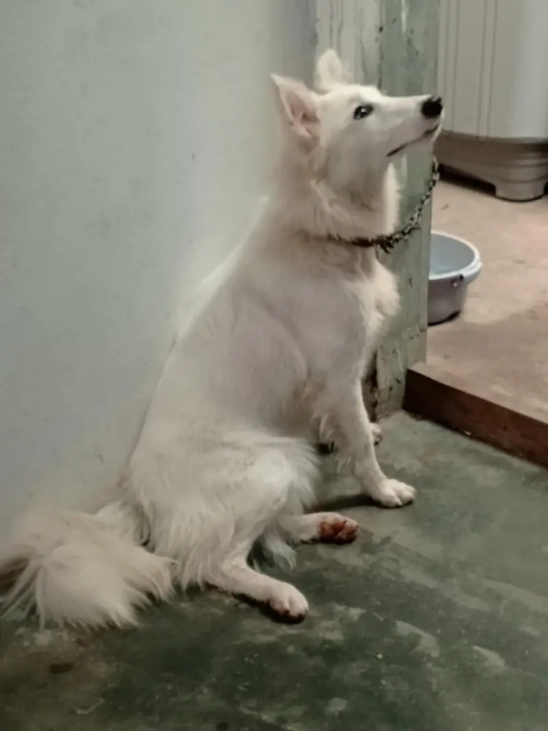 too friendly dog