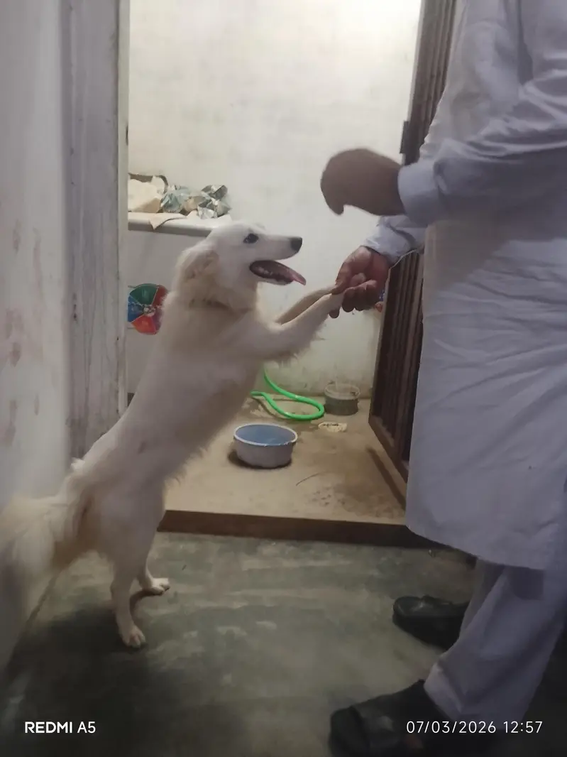too friendly dog — photo 2