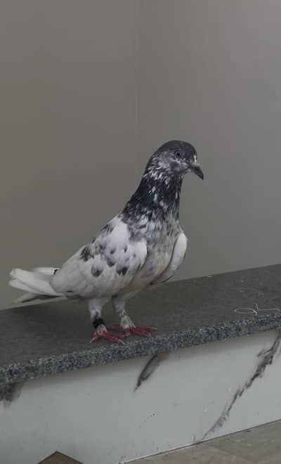 Pure Piplan wali female