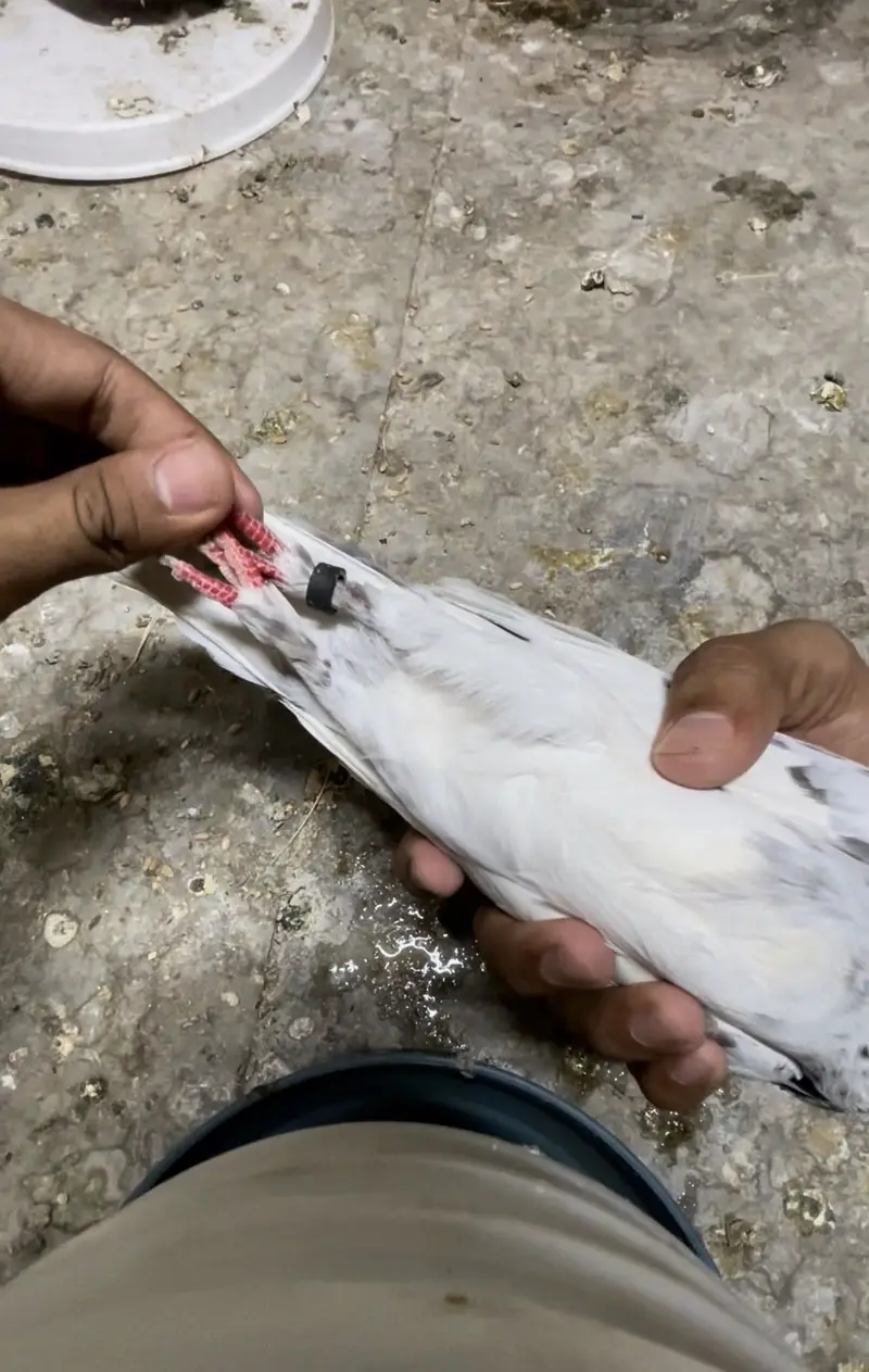 Pure Piplan wali female — photo 5