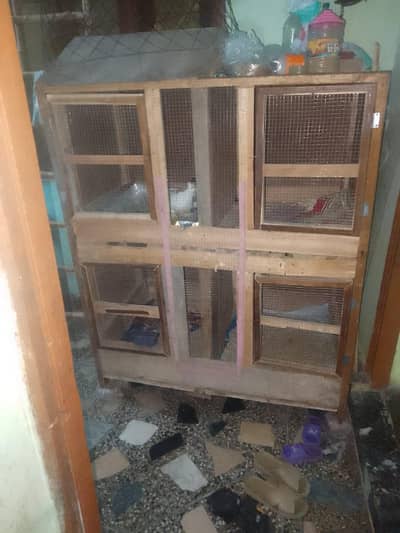 Cage And Pouter Pigeons