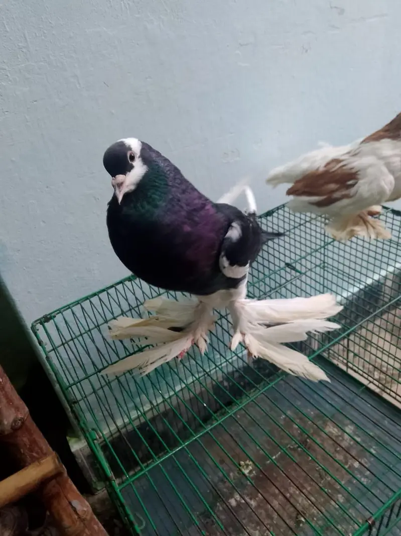 Cage And Pouter Pigeons — photo 5