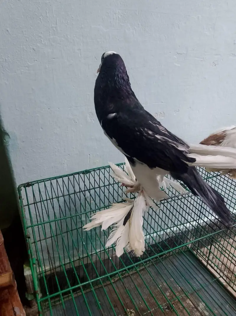 Cage And Pouter Pigeons — photo 6