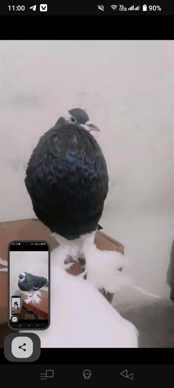 Cage And Pouter Pigeons — photo 7