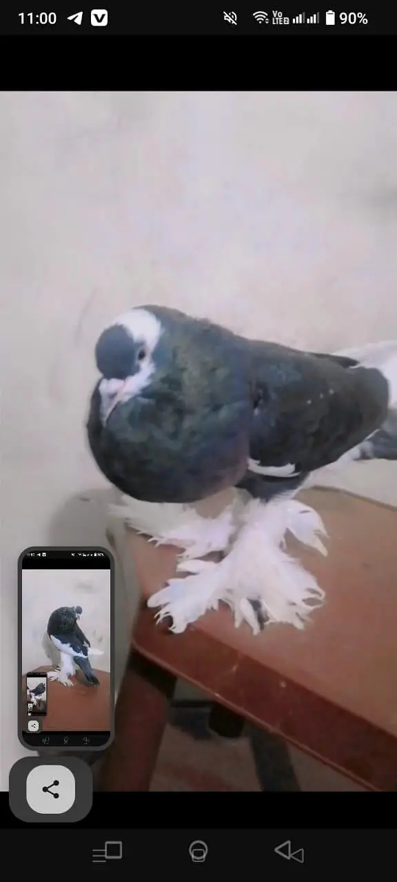 Cage And Pouter Pigeons — photo 9