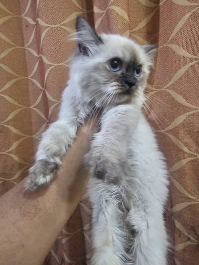 Kittens for sale