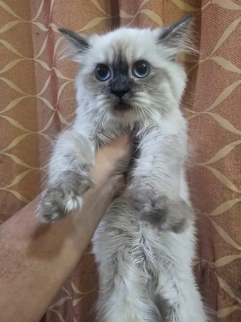 Kittens for sale — photo 2