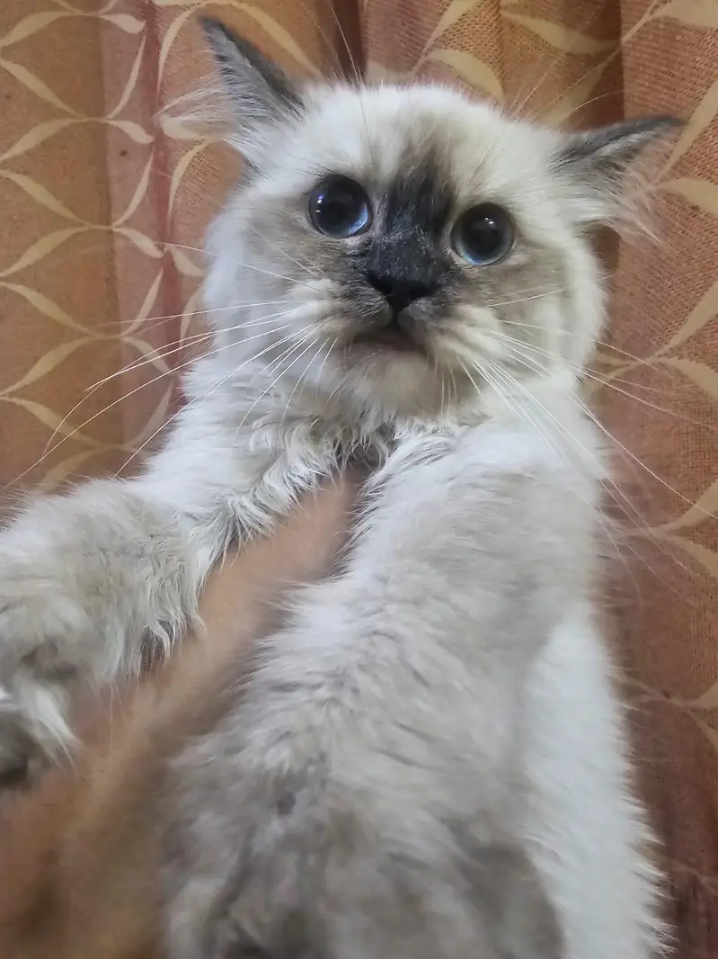 Kittens for sale — photo 3