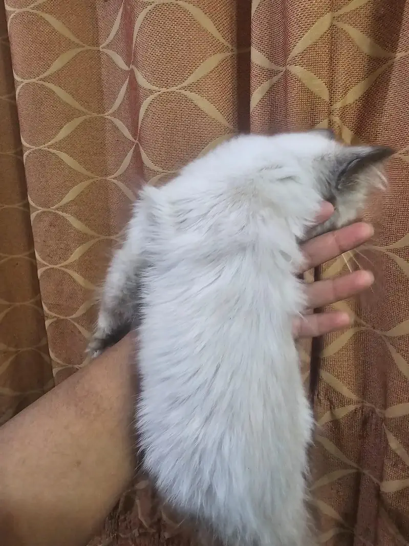 Kittens for sale — photo 4