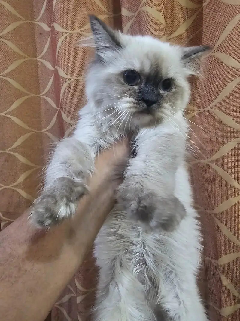 Kittens for sale — photo 6