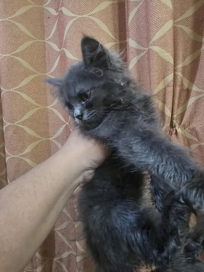 Kittens for sale — photo 8