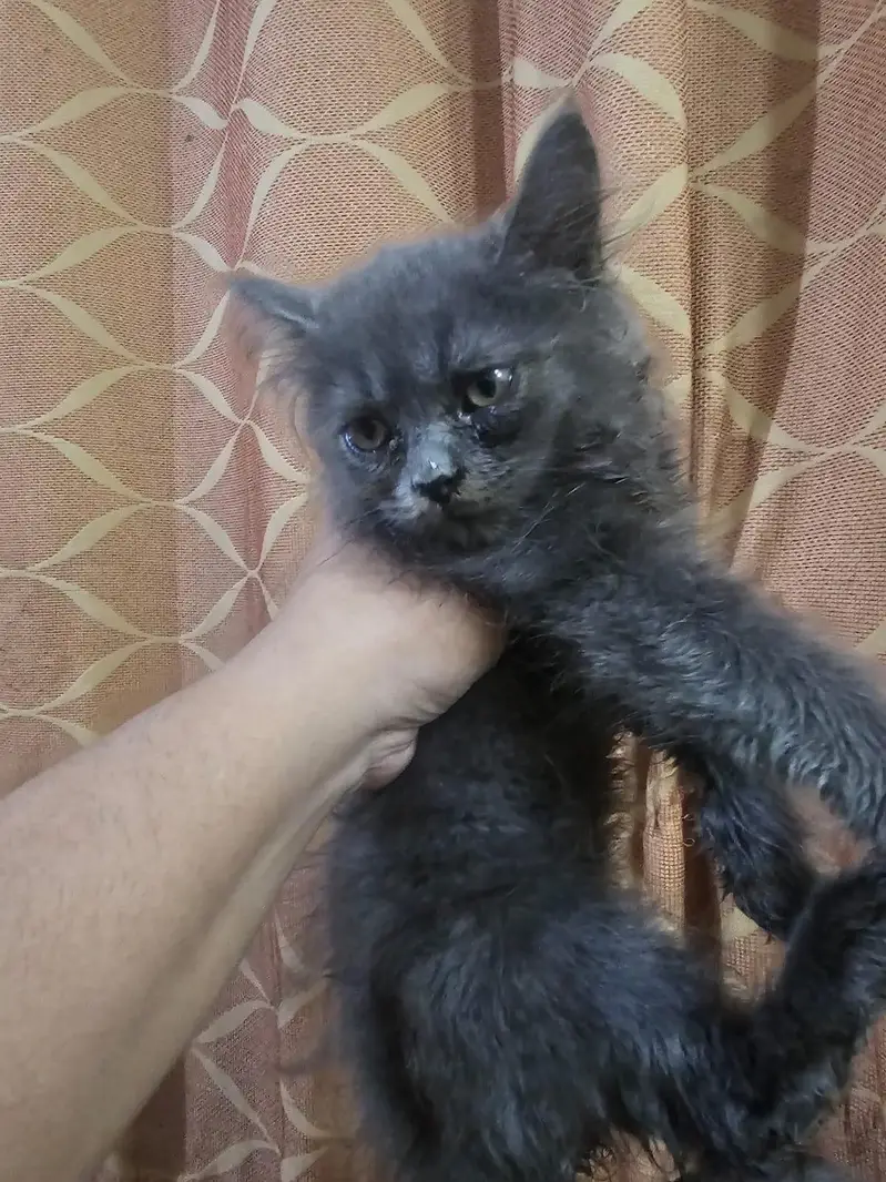 Kittens for sale — photo 9