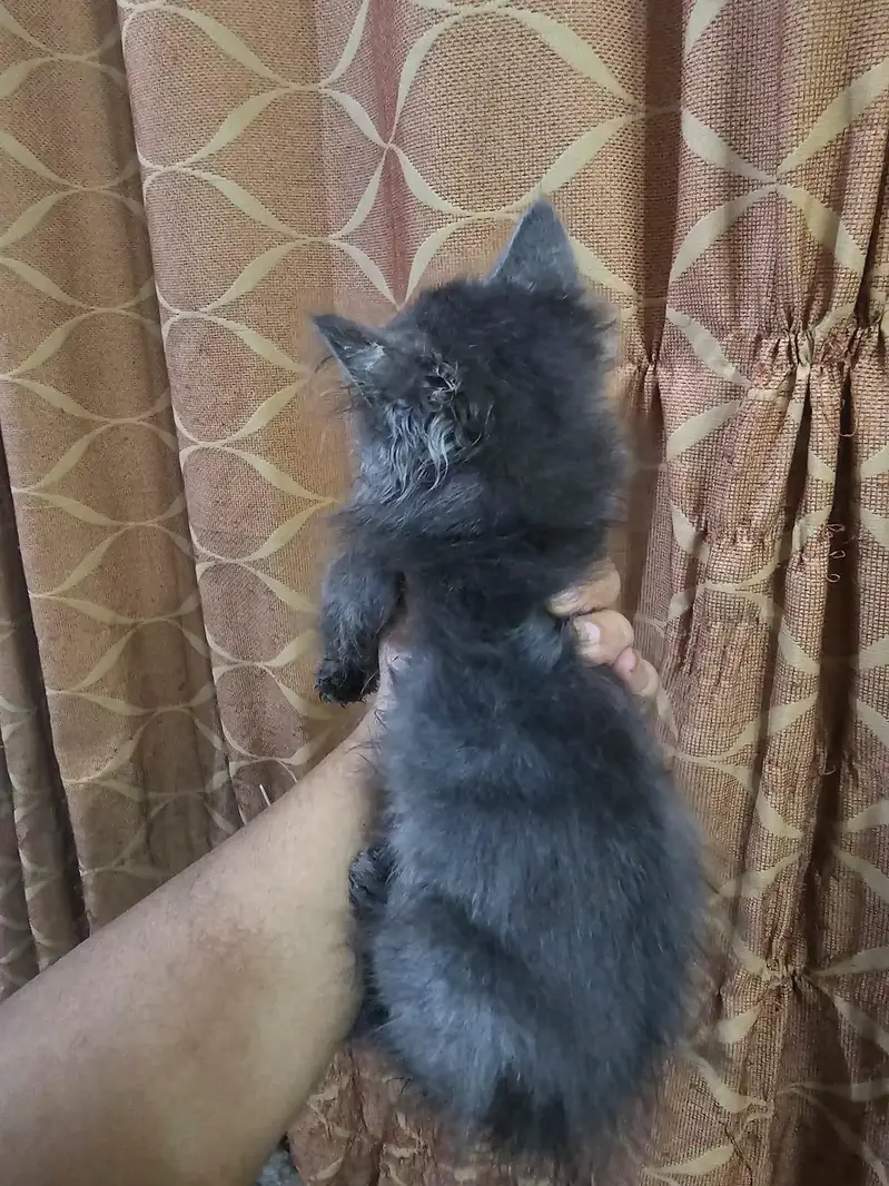 Kittens for sale — photo 10