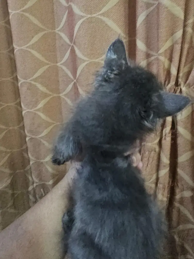 Kittens for sale — photo 11
