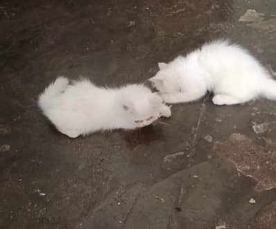 persain Cate kitten for sale Sami punch eyes colour White tripal Cod