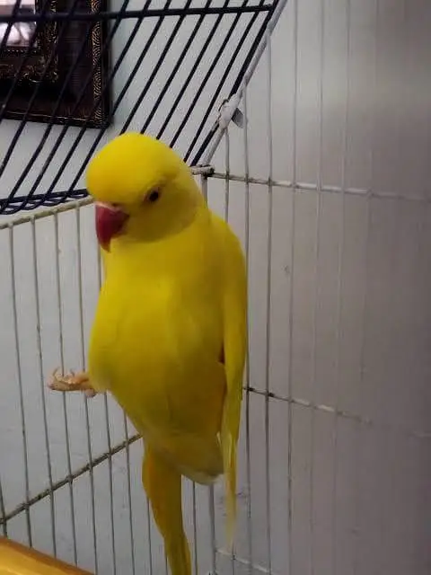 yellow self chicks pair  for sale — photo 3