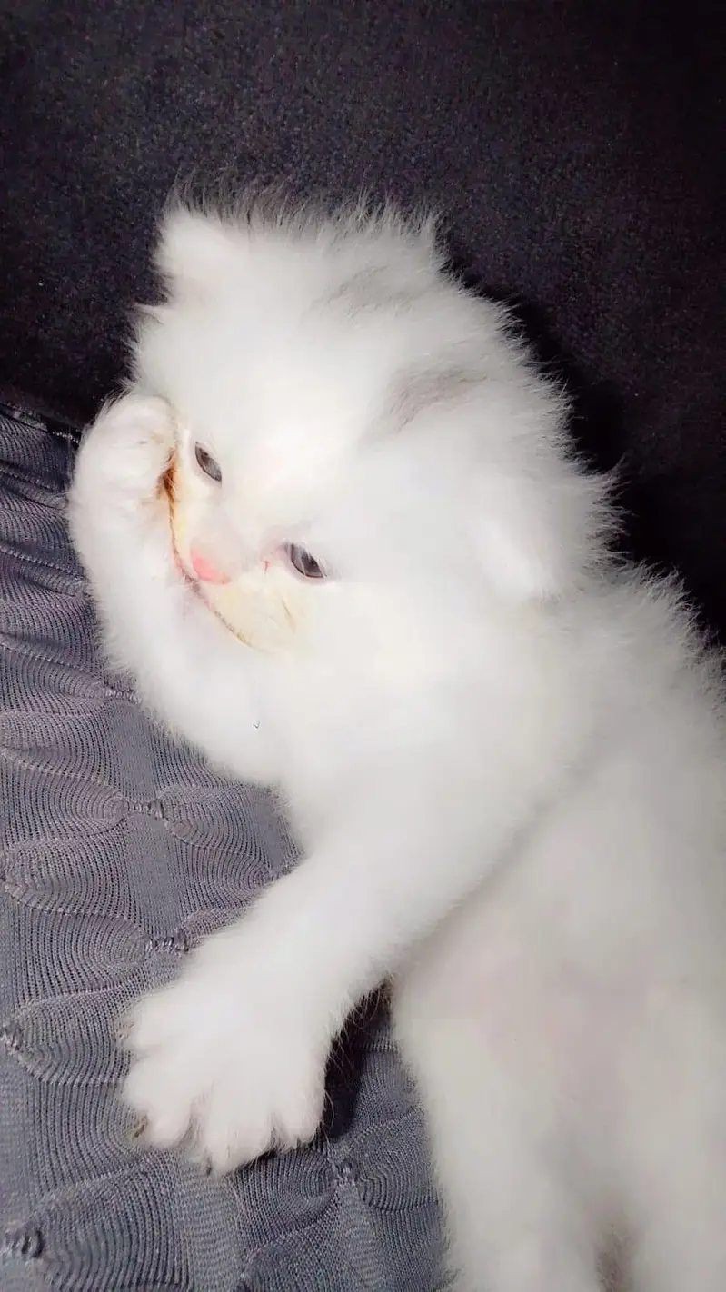 persian kitten tripple coated — photo 4