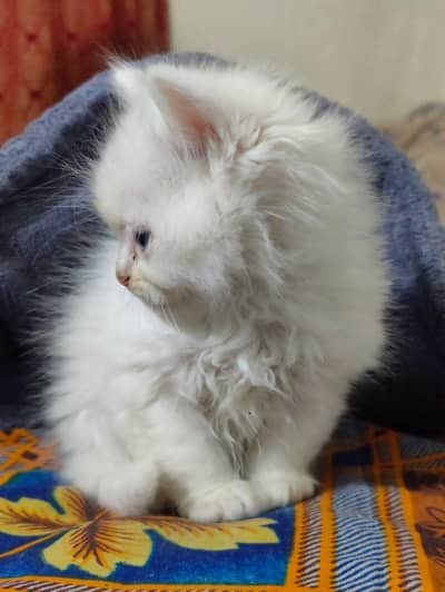 persian kitten | white persian kitten | cute kitten| persian cat